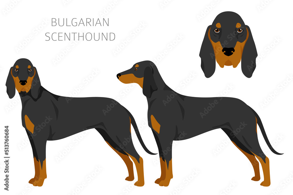 Bulgarian scenthound clipart. Different coat colors and poses set