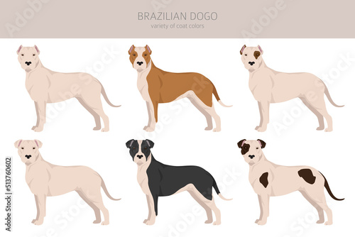 Brazilian Dogo clipart. Different coat colors and poses set
