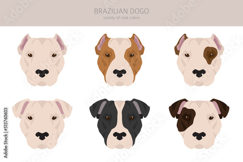 Fototapeta Naklejka Na Ścianę i Meble -  Brazilian Dogo clipart. Different coat colors and poses set