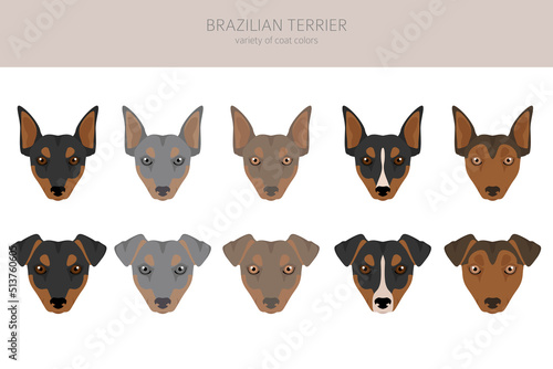 Brazilian terrier clipart. Different coat colors and poses set