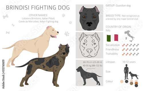 Brindisi fighting dog clipart. Different coat colors and poses set
