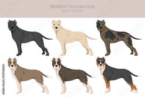 Brindisi fighting dog clipart. Different coat colors and poses set