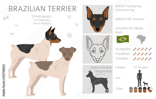 Brazilian terrier clipart. Different coat colors and poses set photo