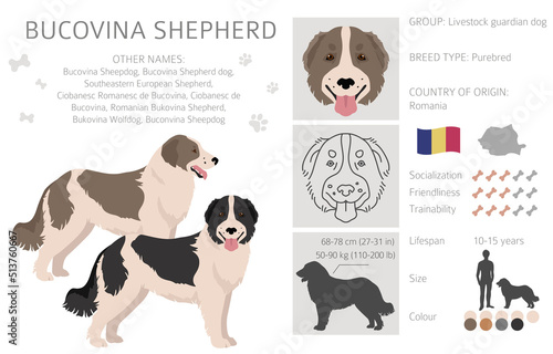 Bucovina shepherd clipart. Different coat colors and poses set photo