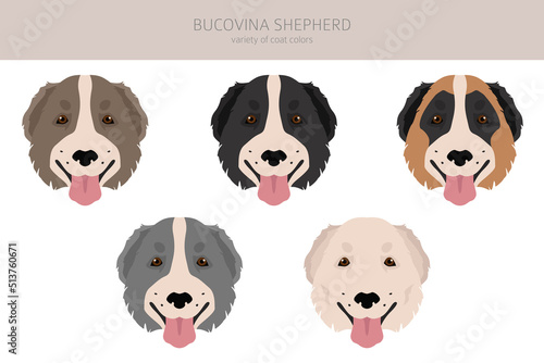 Bucovina shepherd clipart. Different coat colors and poses set