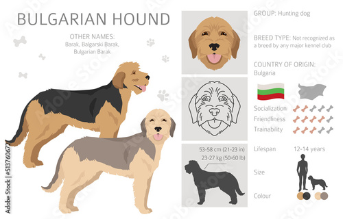 Bulgarian hound clipart. Different coat colors and poses set