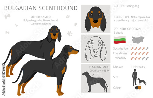 Bulgarian scenthound clipart. Different coat colors and poses set