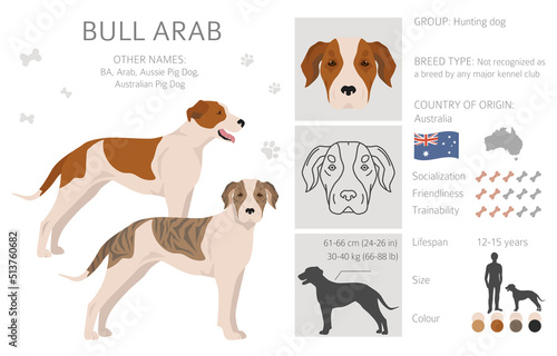 Bull Arab clipart. Different coat colors and poses set