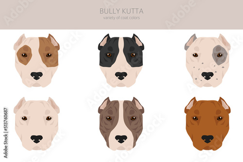 Bully Kutta clipart. Different coat colors and poses set