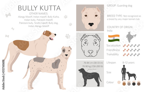 Bully Kutta clipart. Different coat colors and poses set