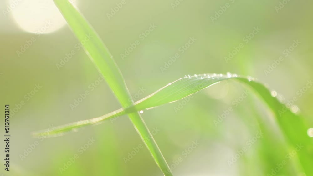 Fresh green grass with dew drops close up. Water drops on the fresh grass after rain Fresh green grass with dew drops close up. Water drops on the fresh grass after rain