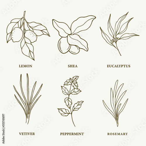 Set of hand drawn essential oil and cosmetic plants. Lemon, shea, eucalyptus, vetiver, mint, rosemary