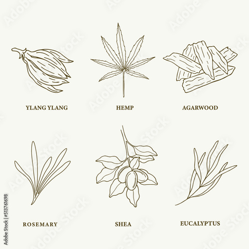 Sketch essential oil plants and flowers