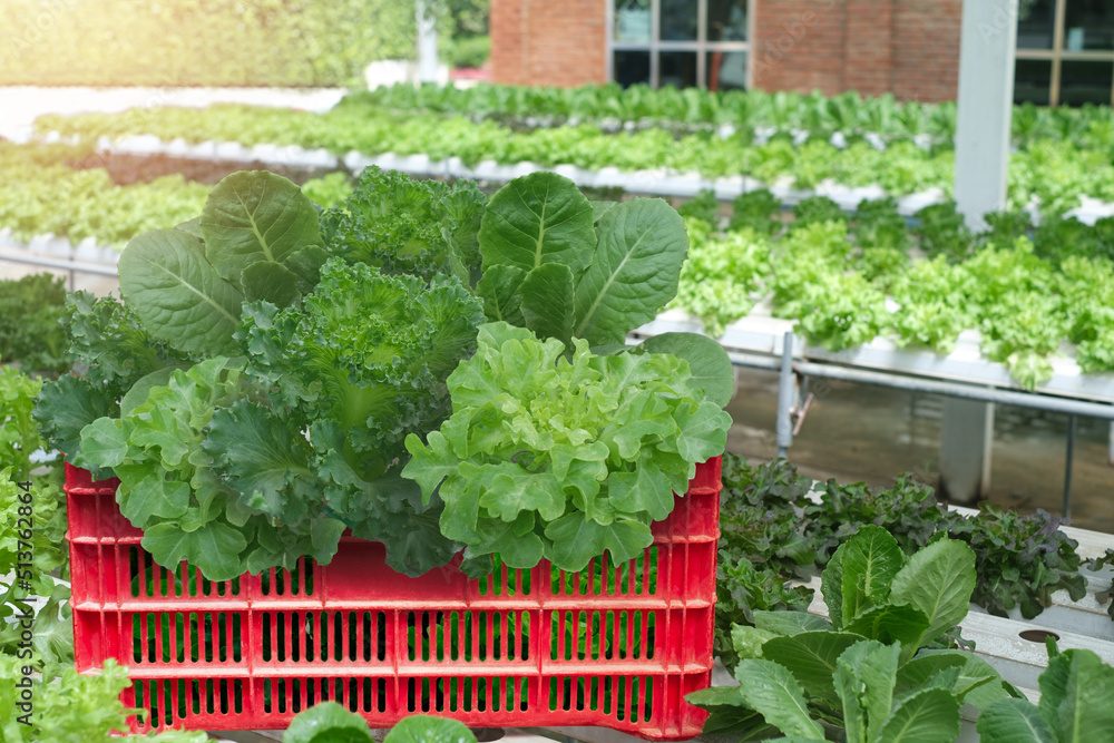 Hydroponic Salad farm. Fresh vegetable in basket. garden harvest in organic greenhouse. Hydroponic Salad farm. Fresh vegetable in basket. garden harvest in organic greenhouse.