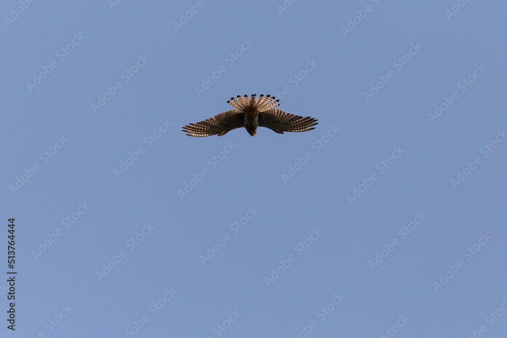 ommon kestrel flying in a clear blue sky