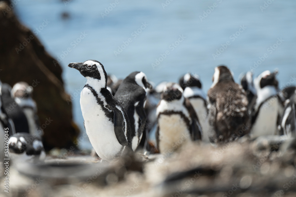 Betty's Bay African Penguin Colony, Western Cape Betty's Bay African Penguin Colony, Western Cape