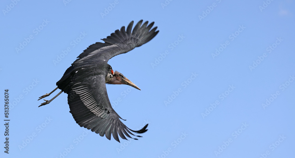Fototapeta premium Flying Marabou stork (Leptoptilos crumeniferus)