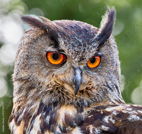 Frontal Close-up view of an Eurasian eagle-owl (Bubo bubo) photo