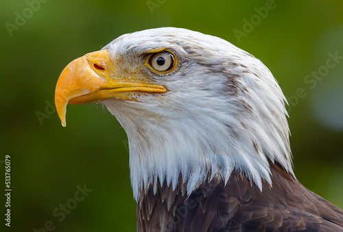 Side Close-up view of a Bald eagle (Haliaeetus leucocephalus) 
