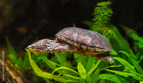 Close-up view of a diving Common musk turtle (Sternotherus odoratus) photo
