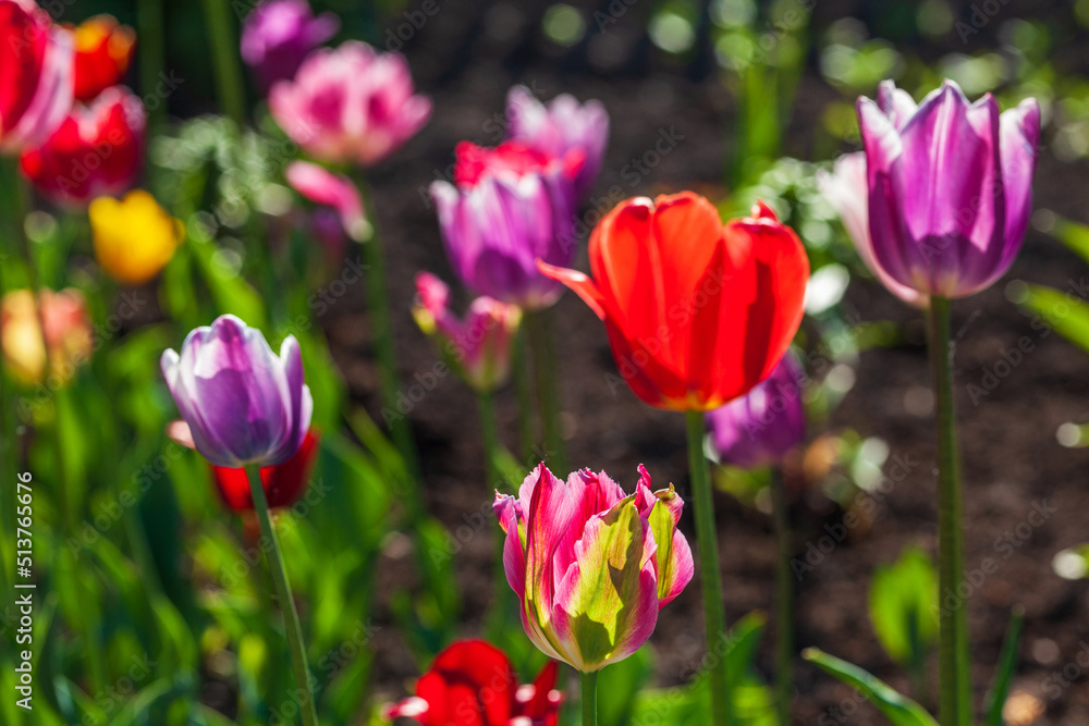 Bright colorful multi-colored yellow, white, red, purple, pink blooming tulips in spring on a flower bed in the garden. Spring floral background.