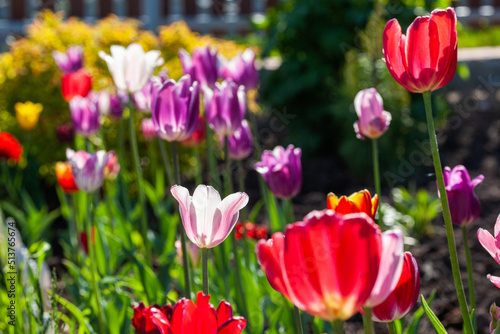 Bright colorful multi-colored yellow  white  red  purple  pink blooming tulips in spring on a flower bed in the garden. Spring floral background.