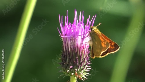 ochlodes sylvanus