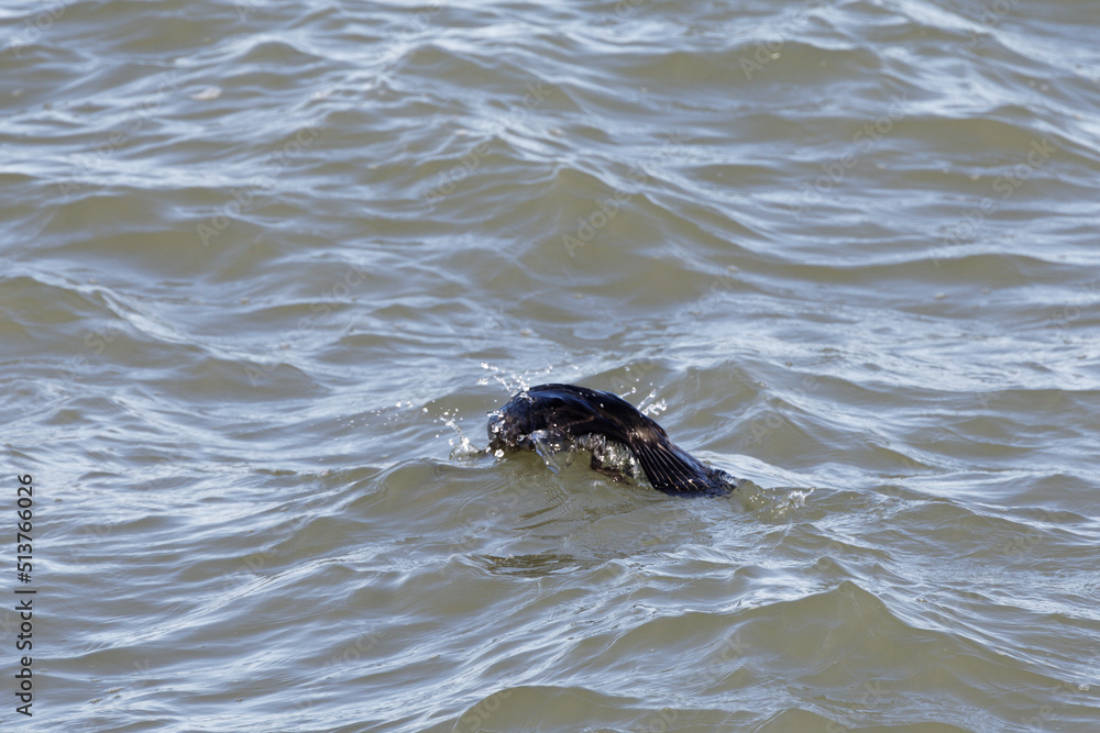 Fototapeta premium Impressionen der Nordseeküste