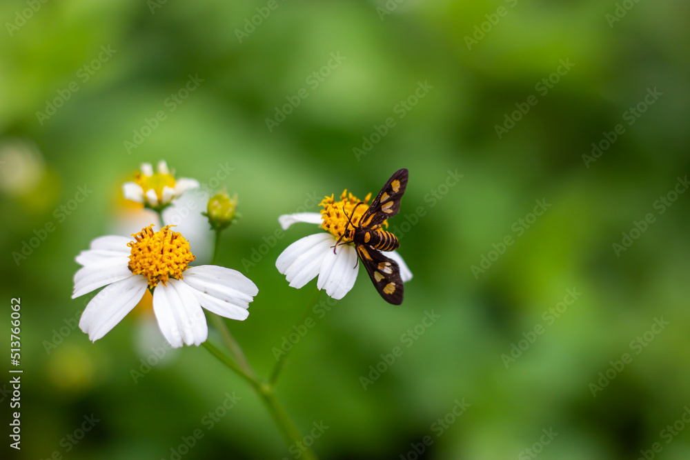 Amata huebneri moth - beautiful tiger moth from southeast asia, singapore and australia is on the flower Amata huebneri moth - beautiful tiger moth from southeast asia, singapore and australia is on the flower