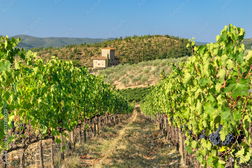 Vineyards near Radda in Chianti, Chianti, Firenze District, Tuscany, Italy Vineyards near Radda in Chianti, Chianti, Firenze District, Tuscany, Italy