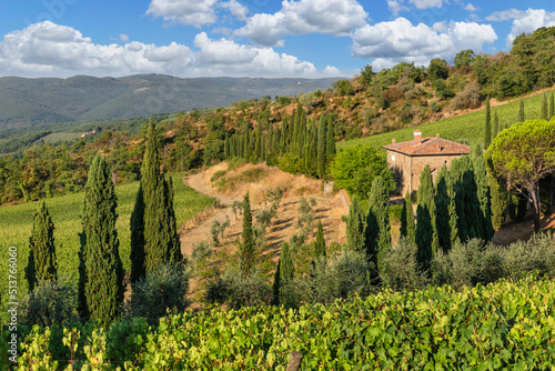 Vineyards near Radda in Chianti, Chianti, Firenze District, Tuscany, Italy photo