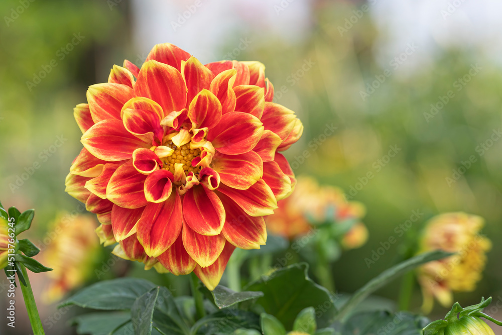 Close up of a red and yellow dahlia bloom in a garden Close up of a red and yellow dahlia bloom in a garden