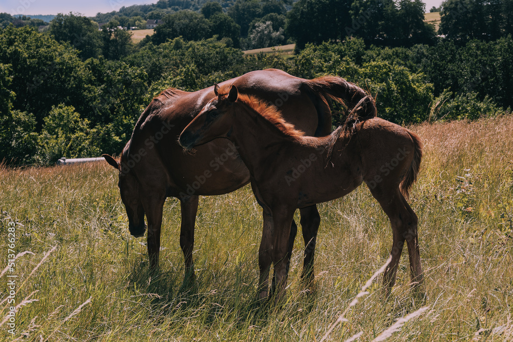 Fototapeta premium Pferd mit Fohlen auf Weide