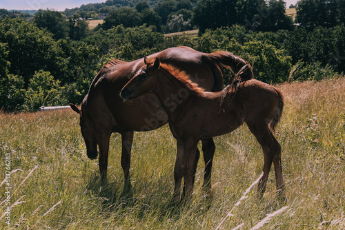 Pferd mit Fohlen auf Weide © Winfried
