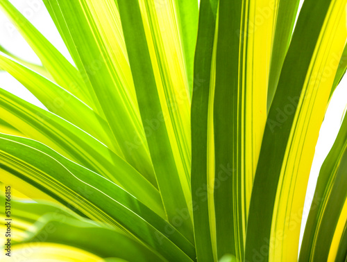 green leaves  yellow isolated from the white background
