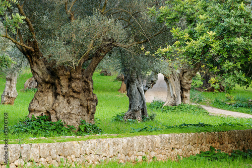 Olivar , Sa Bassa.Bunyola.Sierra de Tramuntana.Mallorca.Islas Baleares. España.