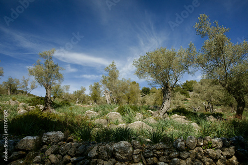 Olivar de Muntanya. Bunyola.Sierra de Tramuntana.Mallorca.Islas Baleares. España.