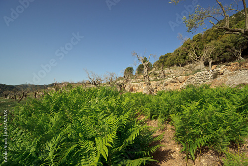 olivar de Son Vidal.Valle de Orient. Bunyola.Mallorca.Islas Baleares. Spain.