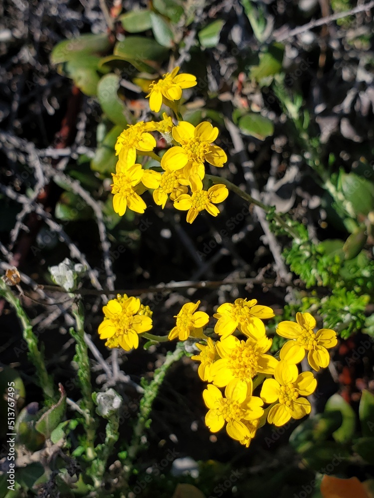 Obraz premium yellow flowers in the garden