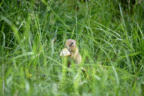 a small young ground squirrel is sitting in the tall green grass and eating an apple