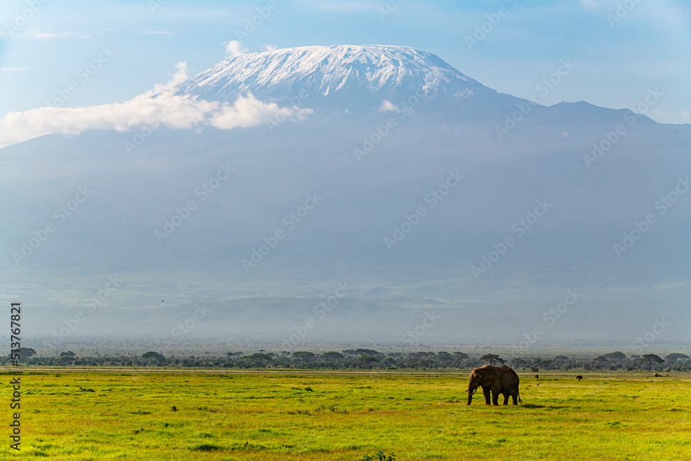 African elephant (Loxodonta) with Mount Kilimanjaro in the background, Amboseli National Park, Kenya African elephant (Loxodonta) with Mount Kilimanjaro in the background, Amboseli National Park, Kenya