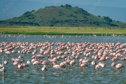 Flamingos in a lake, Amboseli National Park, Kenya photo