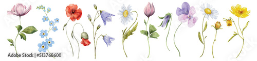 wild flowers watercolor set. botanical hand drawn illustration