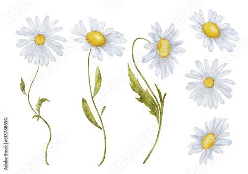Watercolor chamomile flowers hand drawn illustration