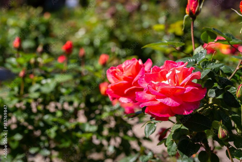 Floribunda Rose known by several common names, including Persian rose, and Austrian copper rose.