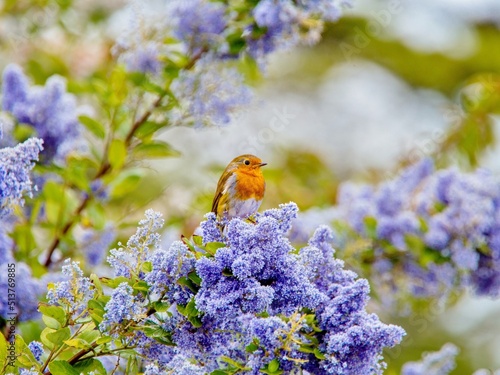 A European robin (Erithacus rubecula) sitting amid the blue flowers of a Ceanothus tree, a member of the buckthorn family, East Sussex, England photo