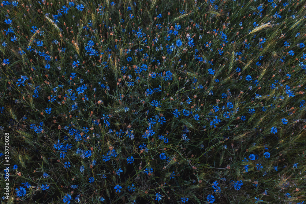 Fototapeta premium cornflowers and wheat top view