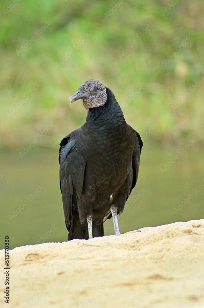 Naklejka premium Black vulture on sand beach, over river. Pauba beach, Brazil