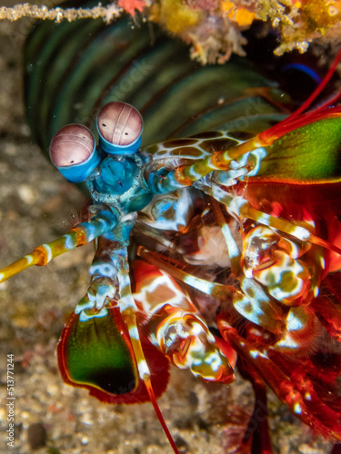 Curious Mantis shrimp in Reunion island