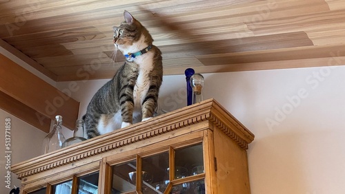 2 years old Mr. Marshmallow finally got his way around to the top of kitchen shelf, handsome Japanese tabby in great poses with wild instinct.  Year 2022 June Tokyo Japan